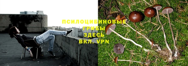 твердый Аркадак